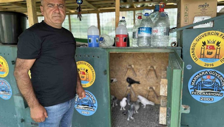 Pendik’te 11 bin Euro fiyatındaki güvercini çelik kulübelerde besliyor