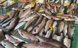 Karadeniz alası somon balığının fiyatı düştü, halk ozanları balıklar için mani okudu