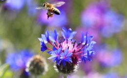 Kontrolsüz ilaçlama arılara ve arı ürünlerine zarar veriyor