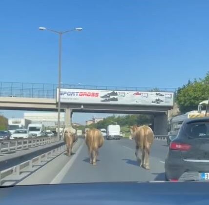 TEM Otoyolu’na çıkan inekler sürücülere zor anlar yaşattı