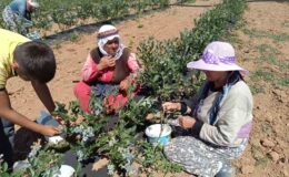 3 yıl önce kurak bir araziye deneme amaçlı ekildi, şimdi köyün geçim kaynağı oldu