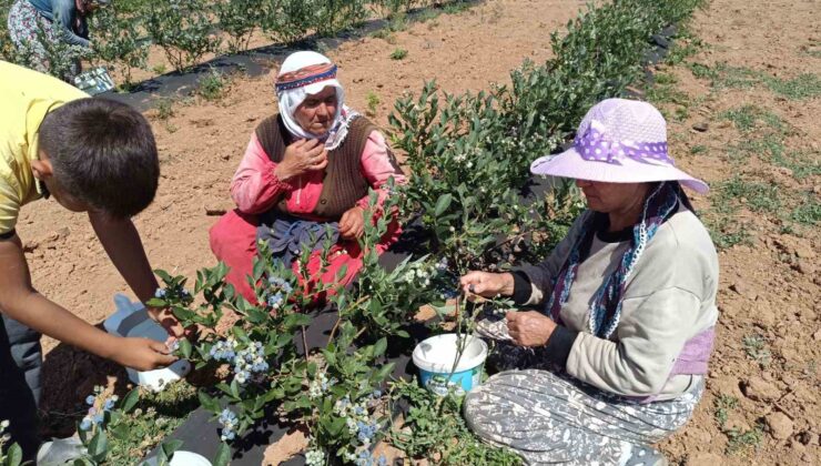 3 yıl önce kurak bir araziye deneme amaçlı ekildi, şimdi köyün geçim kaynağı oldu