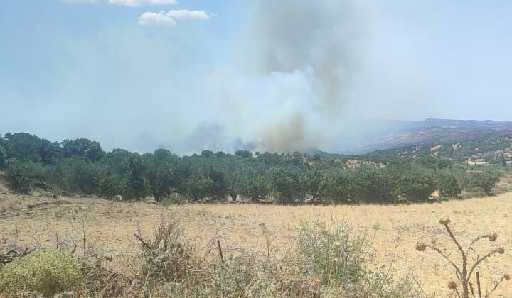 Ayvacık’ta zeytinlik alanda yangın