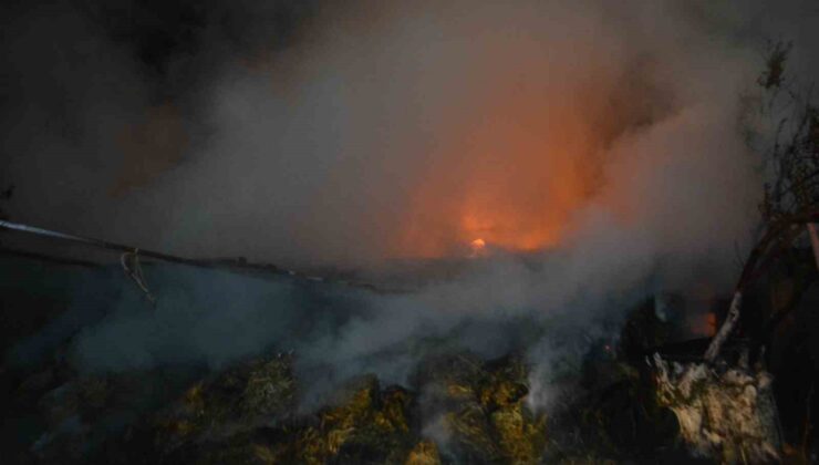 Ayvalık’ta samanlıkta çıkan yangın zeytinlik alana sıçramadan kontrol altına alındı