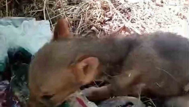 Bahçede bulduğu bitkin düşen tilki yavrusunu besledi