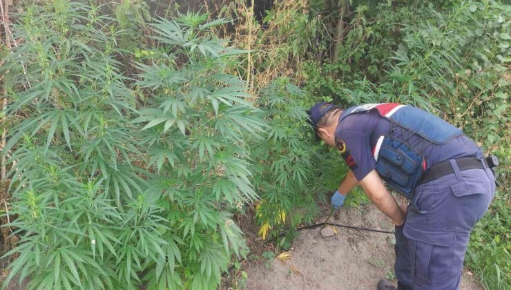 Balıkesir’de 150 kök kenevir ele geçirildi