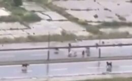 Başakşehir’de sokak köpekleri adama saldırdı