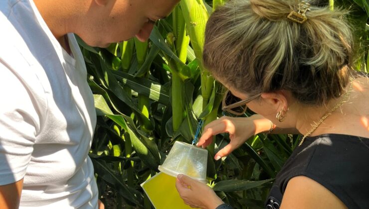 Batı mısır kök kurduna karşı fenomon tuzağı