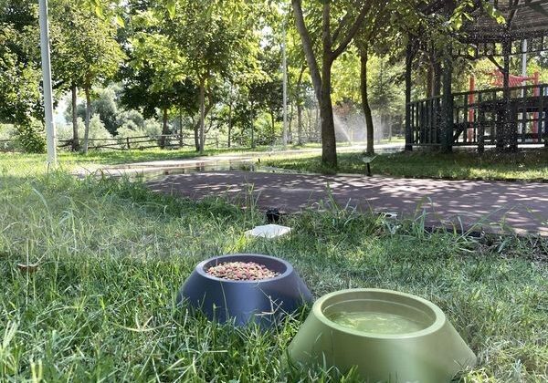 Belediye bu sıcaklarda can dostları için bir kap mama ve bir kap su koyuyor