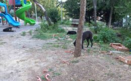 Beylikdüzü’nde köpekler kadına saldırdı: O anlar güvenlik kamerasında