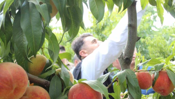 Bilecik’te hasat mesaisine başlayan şeftali üreticisinin yüzü gülüyor