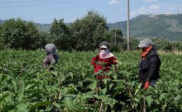 Bursa patlıcanında hasat şenliği
