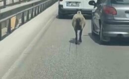 Bursa’da firar eden koyun, trafiği alt üst etti