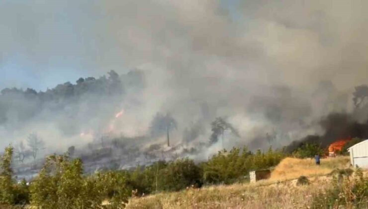 Bursa’da orman yangını