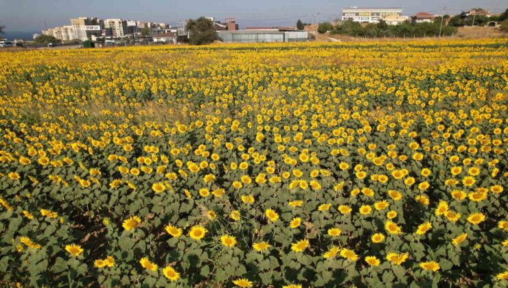 Büyükçekmece’de görsel şölen: Ayçiçek tarlaları yol kenarlarını sarıya boyadı