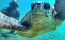 Çanakale Boğazı’nda caretta caretta ile selfie