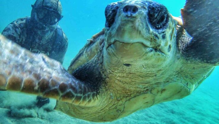 Çanakale Boğazı’nda caretta caretta ile selfie