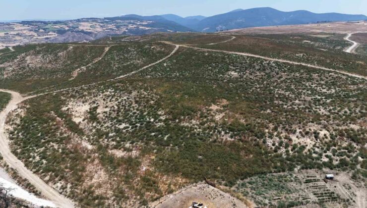 Çanakkale’de küle dönen alanlar yeniden yeşeriyor