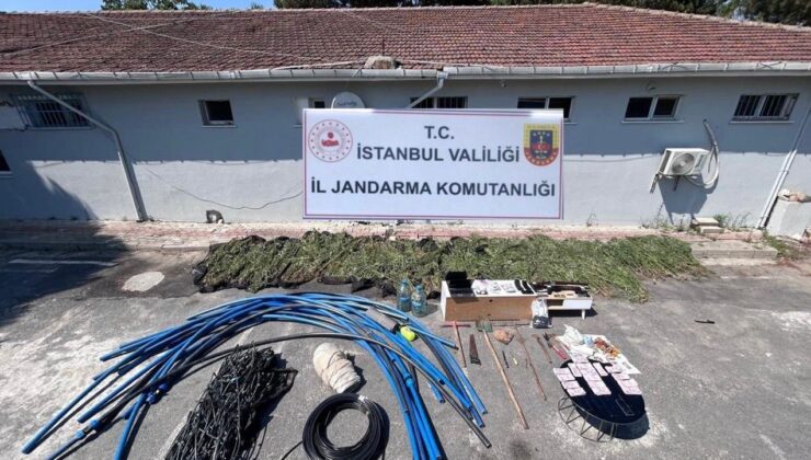 Çatalca’da ormanlık alanda kenevir yetiştiriciliği operasyonu: 6 gözaltı