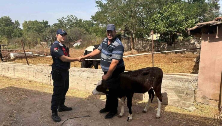 Edirne’de kaybolan buzağı dron ile bulundu