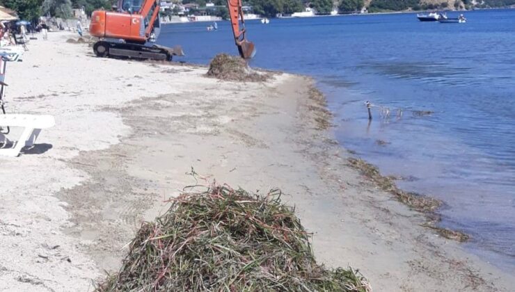 Erdek’te deniz çayırı katliamı