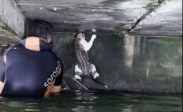 İskelenin altında mahsur kalan kedi için itfaiye erleri seferber oldu
