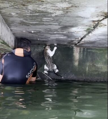 İskelenin altında mahsur kalan kedi için itfaiye erleri seferber oldu