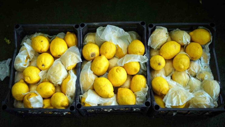 İstanbul’da limonun tanesi 10 TL’ye dayandı, Ağustos’tan itibaren gerileme bekleniyor