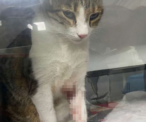 Kedi Şirine’yi tekmeleyerek 4. kattan aşağı atan akademisyen hakkında karar: 1 yıl 6 ay hapsine hükmedildi