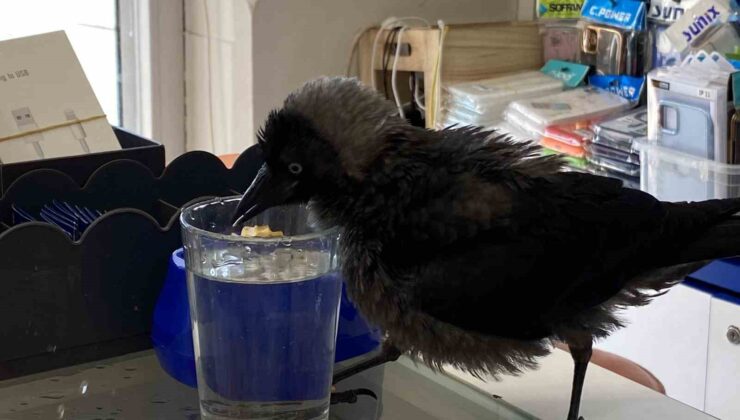 Kedinin ağzından aldıkları karga dostları oldu: “Kasaba gidip haraç kesiyor”