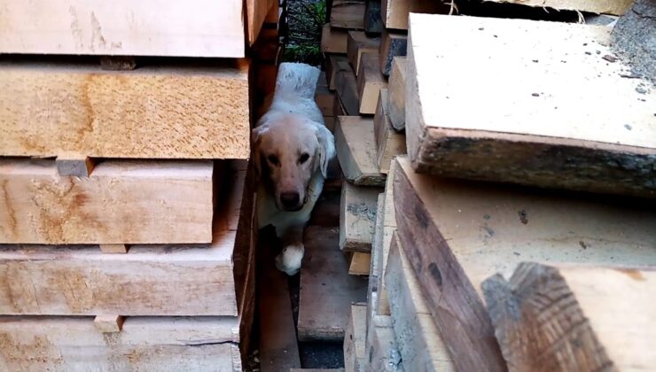 Kerestelerin arasına sıkışan köpeği itfaiye kurtardı