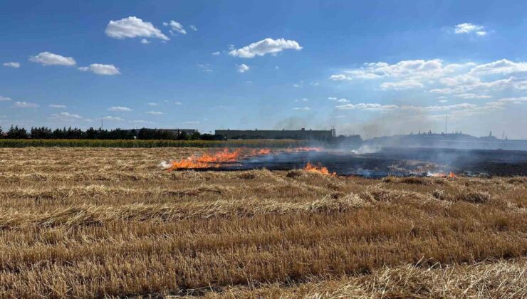 Kırklareli’nde 100 dönüm arazi küle döndü