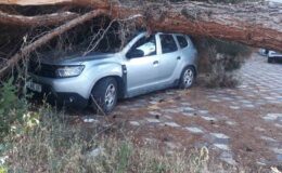 Koca çam ağacı aracın üzerine devrildi