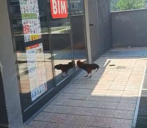 Markete giremeyen horoz camları dövdü