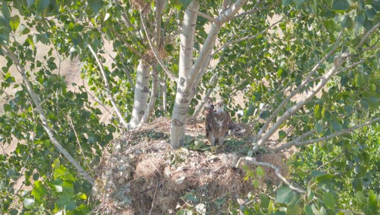 Nesli tükenme tehlikesi yaşayan ’şah kartal’a özel izolasyon