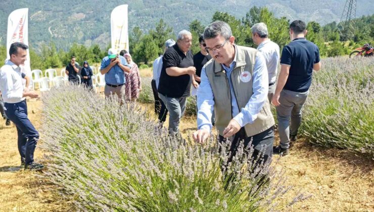 Orhaneli’nde lavanta hasadı başladı