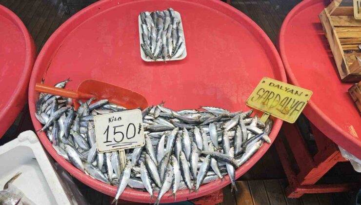 (Özel) Bandırma’da mevsim balığı olan sardalyaya yoğun talep