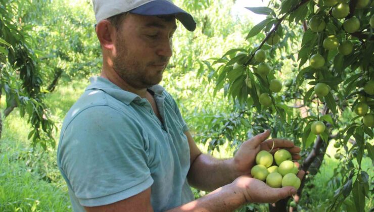 (Özel) Coğrafi işarete sahip ’Bayramiç beyazı’nda bu yıl 20 bin ton ürün bekleniyor