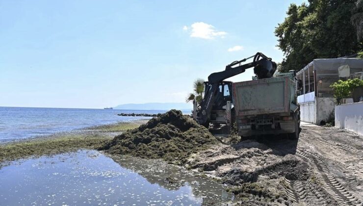Sahilde temizlik çalışması: Kepçeyle toplanan yosunlar kamyonlara dolduruldu