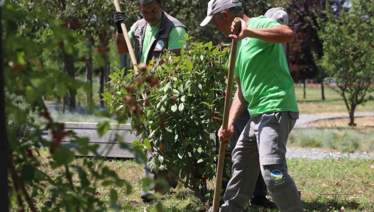 Sakarya Büyükşehir Belediyesi’nden şehre estetik dokunuş