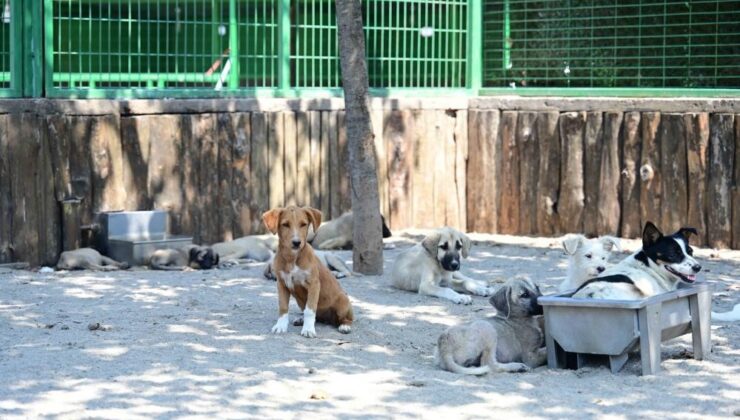 Sokak hayvanları düzenlemesi medyada bir buçuk milyonun üzerinde içerikte yer aldı