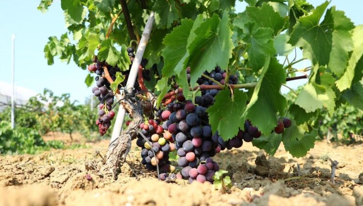 Trakya İlkeren üzümünün hasadı başladı