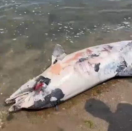 Yalova’da ölü yunus kıyıya vurdu