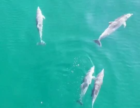 Yalova’da yunusların görsel şöleni dronla görüntülendi