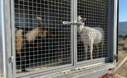 2 gündür sulama göletinde mahsur kalan 6 küçükbaş hayvan ve bir köpek itfaiye ekiplerince kurtarıldı