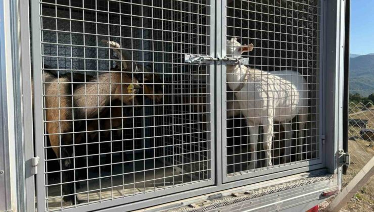 2 gündür sulama göletinde mahsur kalan 6 küçükbaş hayvan ve bir köpek itfaiye ekiplerince kurtarıldı