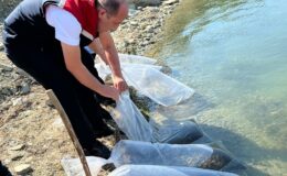 750 bin sazan yavrusu Tekirdağ’daki göletlere bırakılacak