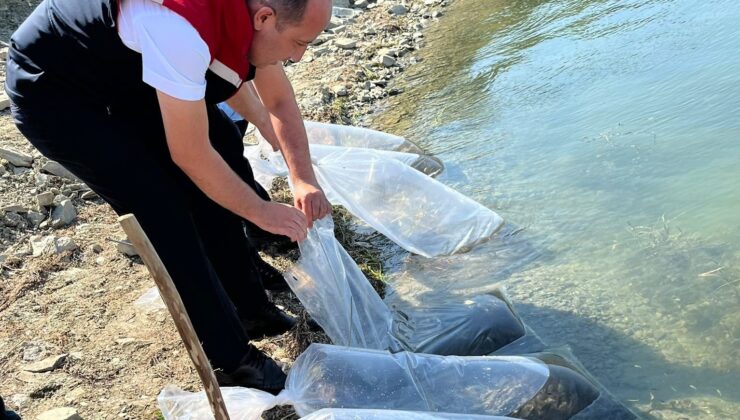 750 bin sazan yavrusu Tekirdağ’daki göletlere bırakılacak