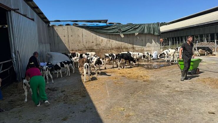 Balıkesir’de büyükbaş hayvan çiftliğinde yangın