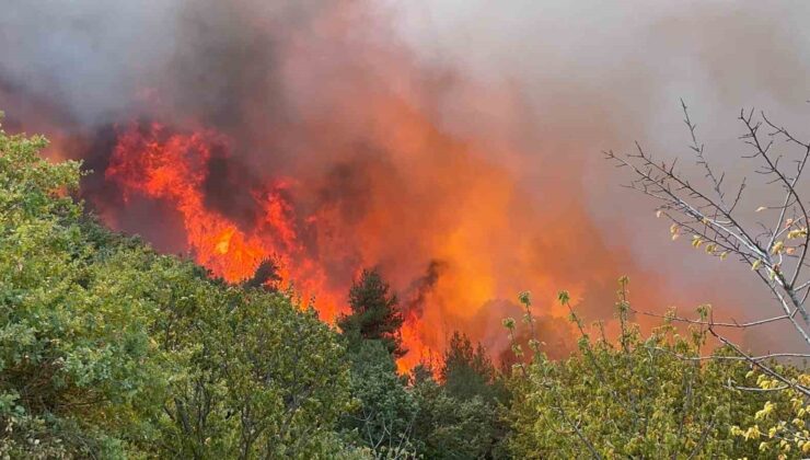 Bursa İznik’teki orman yangınında 30 hektar alan küle döndü